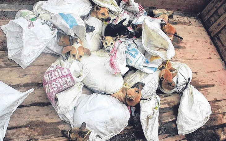 Hàn Quốc sắp chia tay món thịt chó: Gần 80% trang trại thịt  đóng cửa dù chưa tới hạn cấm 2027 - Ảnh 2.