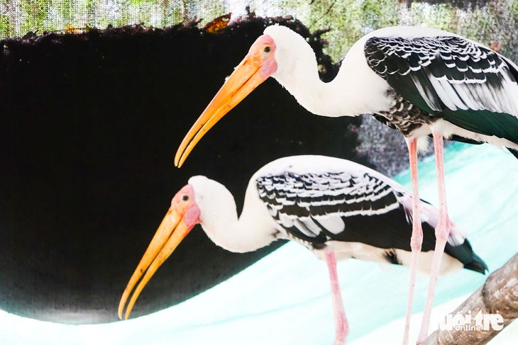 Động vật hoang dã - Ảnh 4.