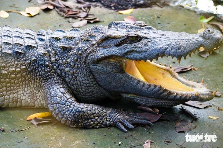 Động vật hoang dã - Ảnh 5.