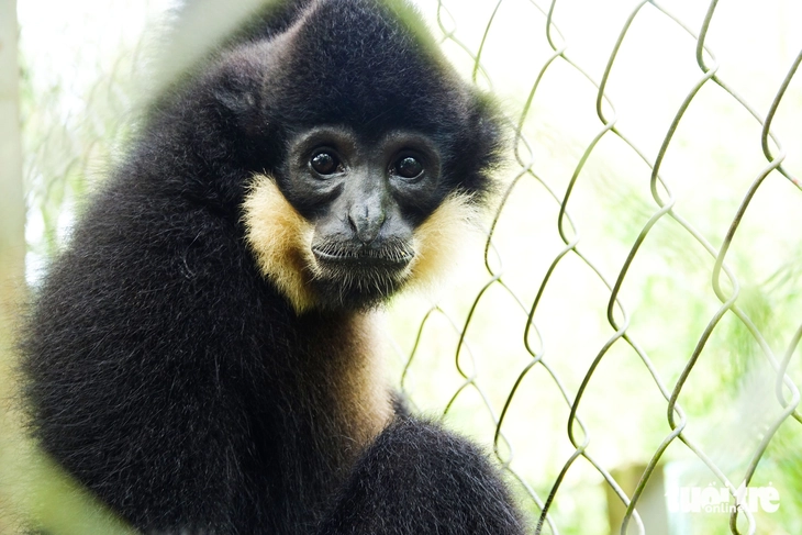 Động vật hoang dã - Ảnh 2.