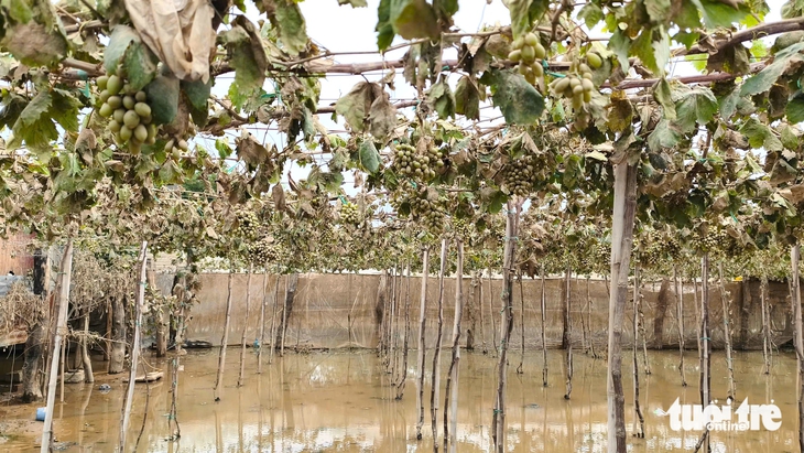 Khánh Hòa - Ảnh 4.