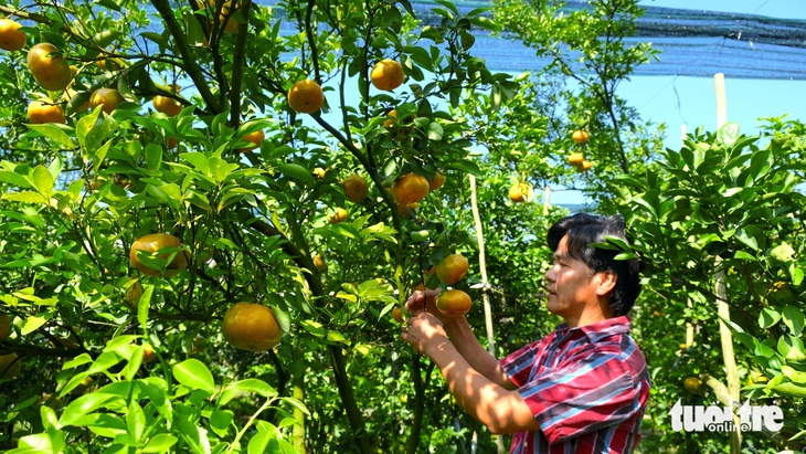 quýt hồng - Ảnh 1.