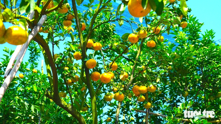 quýt hồng - Ảnh 2.