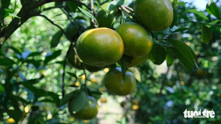 quýt hồng - Ảnh 4.