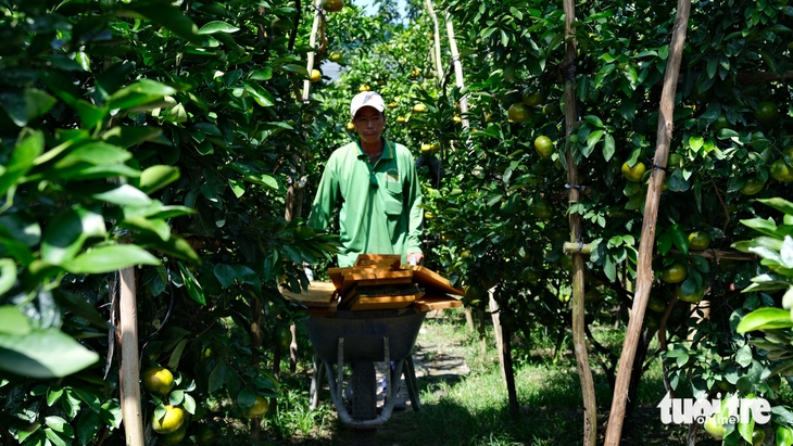 quýt hồng - Ảnh 6.