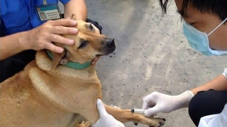 bệnh dại - Ảnh 1.