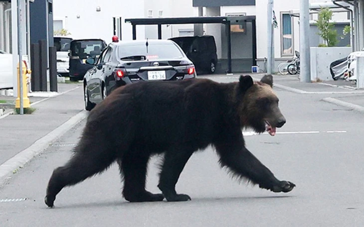 Không có chuyện shipper chinh phục núi Phú Sĩ vì phải giao pizza - Ảnh 4.