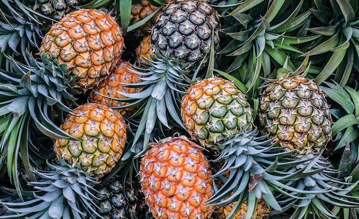 Sau chuối, tỉ phú Trần Bá Dương hướng tới trồng thơm giá 3,2 triệu/trái - Ảnh 1.