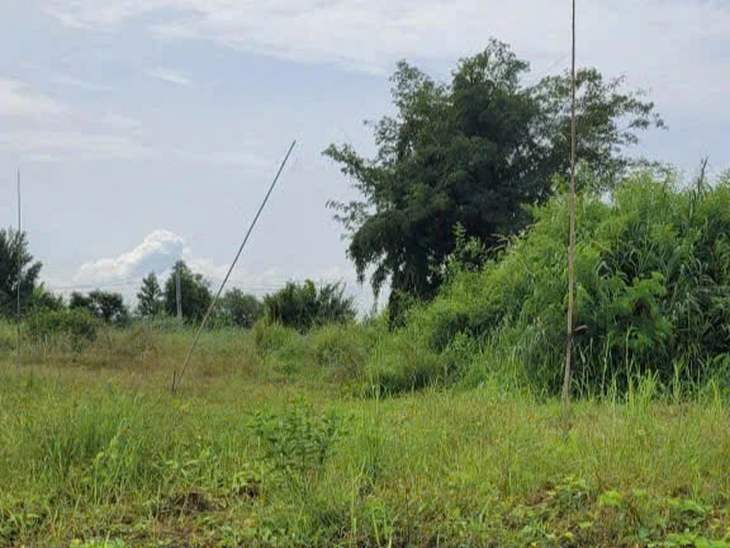 Kiểm lâm TP.HCM tháo gỡ 650m lưới giăng bẫy chim ở phường Tân Hải, xã Nghĩa Thành, Củ Chi - Ảnh 4.