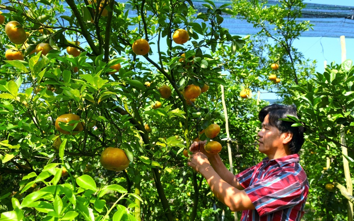 Tuốt lá, tỉa thế đón xuân: Làng đào, làng quất Hà Nội 'tất bật' vào mùa - Ảnh 17.
