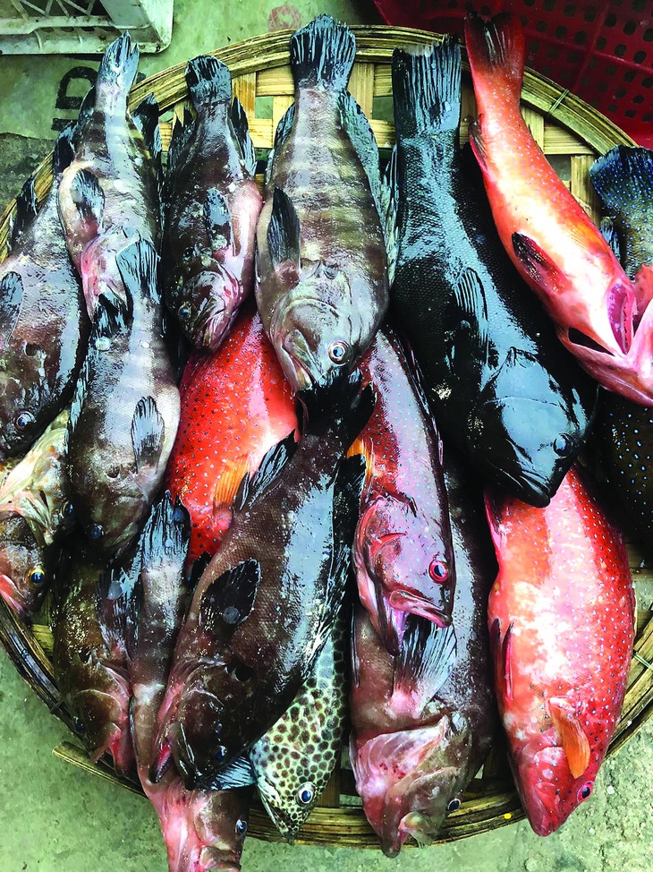 Lũ Phú Yên  - Ảnh 2.