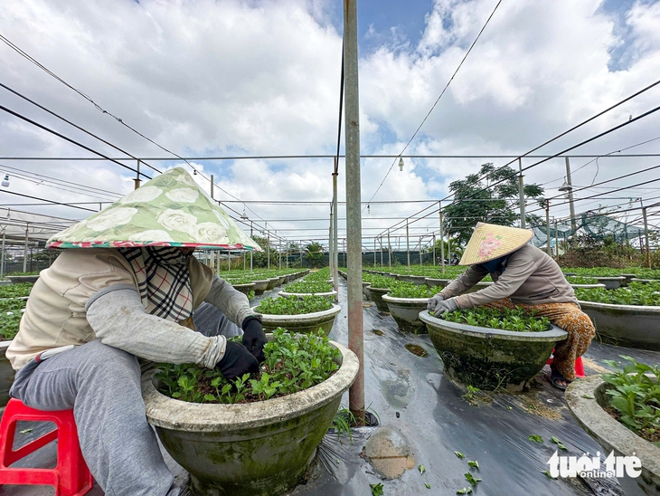 Sau mưa lũ, người trồng hoa ở Đà Nẵng thấp thỏm dự đoán thị trường Tết - Ảnh 2.