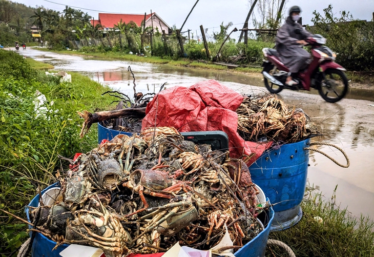 Giúp dân vùng bão lũ tái thiết sản xuất - Ảnh 3.