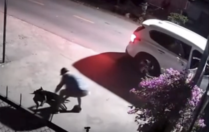 trộm chó - Ảnh 1.