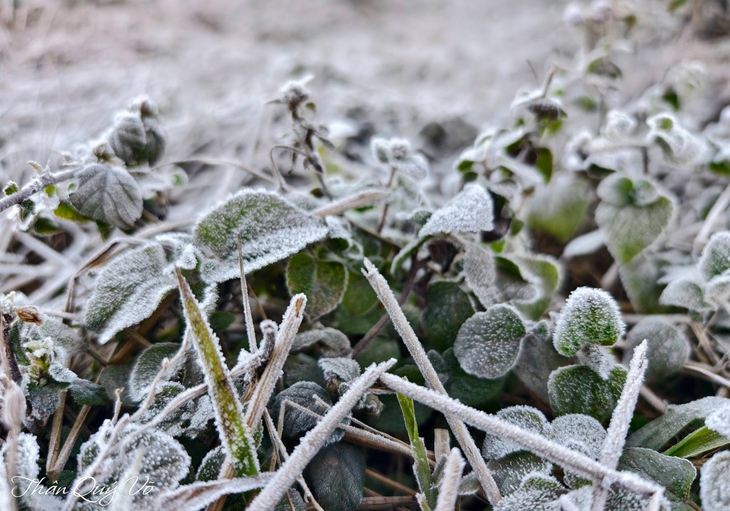 sương muối - Ảnh 1.