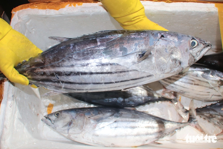 cảng cá - Ảnh 9.