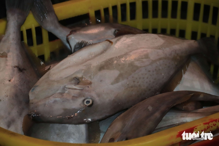 cảng cá - Ảnh 10.