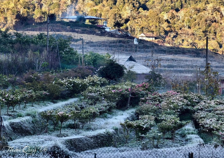 sương muối - Ảnh 2.