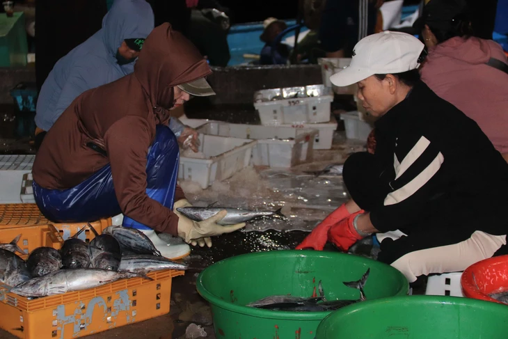 cảng cá - Ảnh 13.