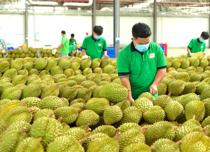 Truy xuất nguồn gốc sầu riêng từ vùng trồng cho tới đóng gói, kiểm nghiệm, xuất khẩu - Ảnh 1.