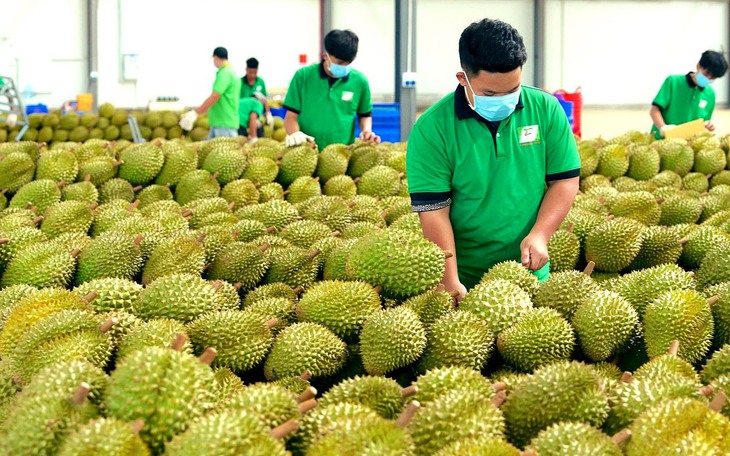 Nông dân Đồng Tháp vào vụ thu hoạch sầu riêng nghịch mùa, giá lên xuống theo ngày - Ảnh 3.