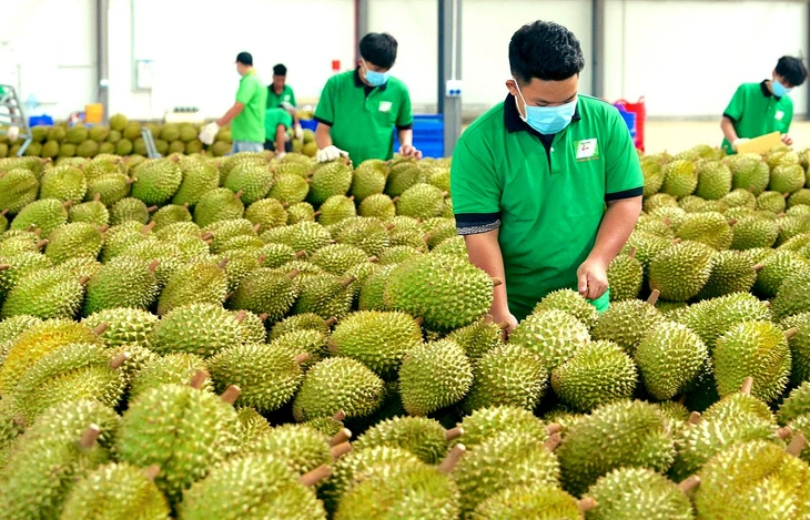 Trung Quốc phê duyệt thêm gần 1.000 mã số vùng trồng và cơ sở đóng gói sầu riêng Việt Nam - Ảnh 2.