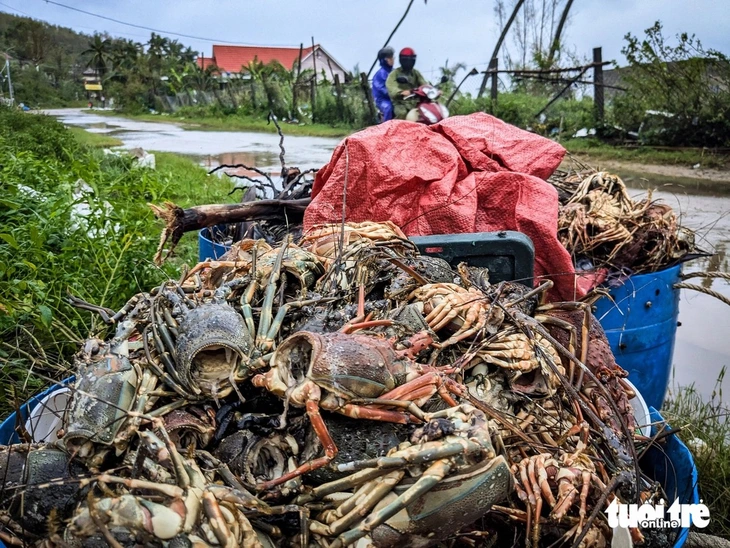 tôm hùm - Ảnh 1.