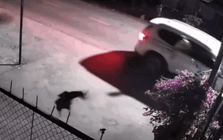 Bắt hai người cầm theo súng điện "gặp chó trộm chó, gặp mèo trộm mèo" - Ảnh 2.