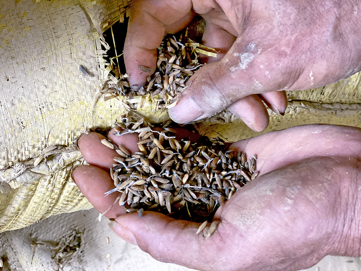 Sau đêm ngập, 100 tấn lúa hỏng, dân thiệt hại tiền tỉ - Ảnh 1.