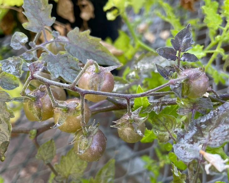 Galápagos - Ảnh 1.