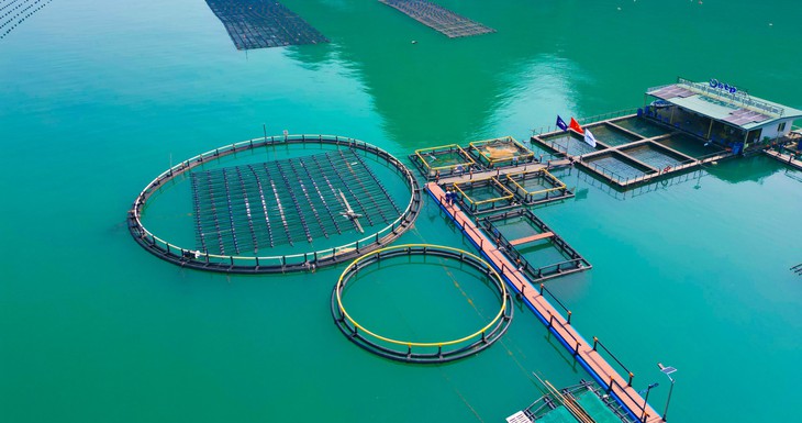 Nuôi biển hướng tới quy mô công nghiệp lớn, xanh và bền vững - Ảnh 3.