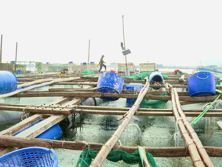 Làm sao giảm thiểu thiệt hại thủy sản nuôi do sốc nước ngọt sau bão lũ?- Ảnh 4. Làm sao giảm thiểu thiệt hại thủy sản nuôi do sốc nước ngọt sau bão lũ? - Ảnh 4.