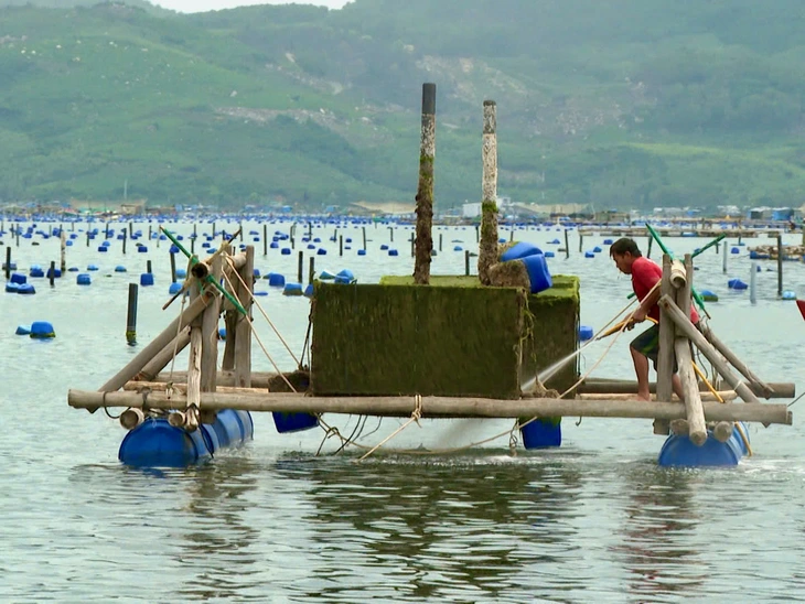 Làm sao giảm thiểu thiệt hại thủy sản nuôi do sốc nước ngọt sau bão lũ?- Ảnh 2. Làm sao giảm thiểu thiệt hại thủy sản nuôi do sốc nước ngọt sau bão lũ? - Ảnh 2.