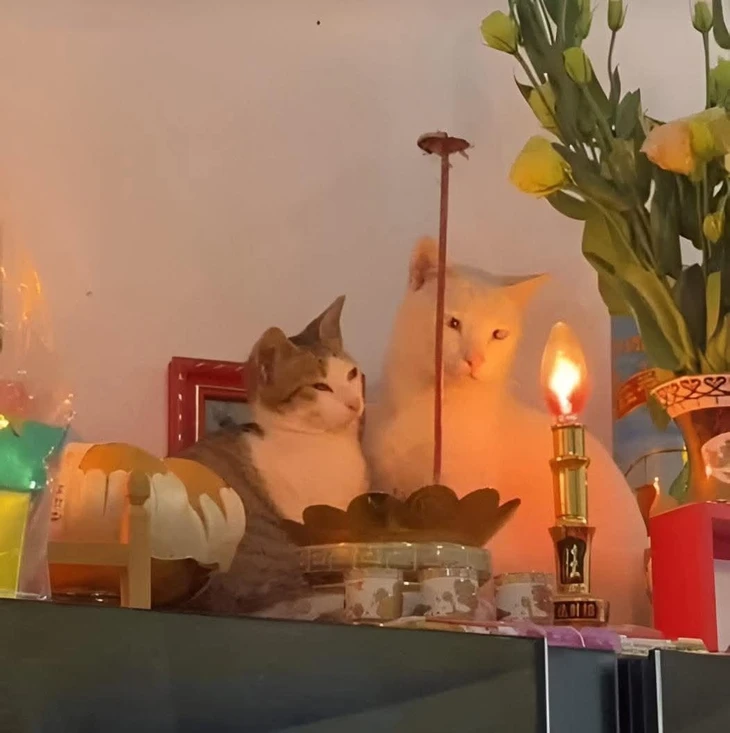 Cậu Vàng - Ảnh 3.