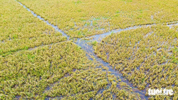 Nước ngập sâu, lúa chín gục ngoài đồng, bà con An Giang cắt mót từng bông lúa - Ảnh 6.