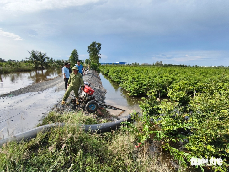 mai vàng - Ảnh 2.