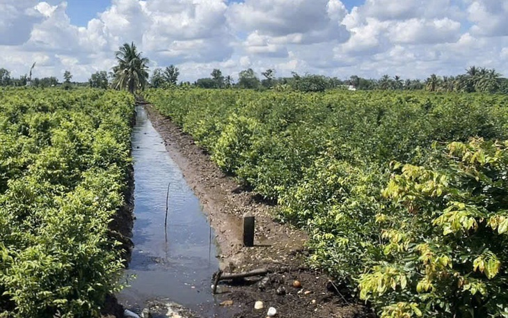 Du khách đến chụp ảnh và hỏi mua mai cúc thọ hương dịp Tết - Ảnh 5.