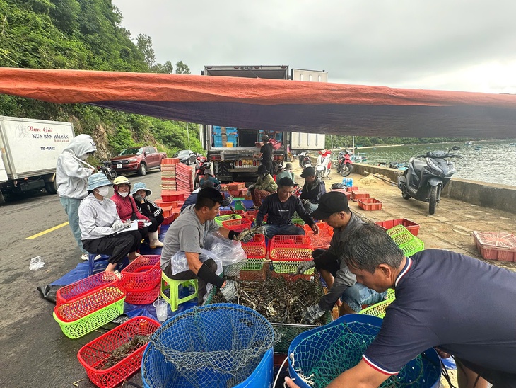 Dân bán tháo tôm hùm chạy bão số 13 (Kalmaegi)- Ảnh 1. tôm hùm - Ảnh 1.