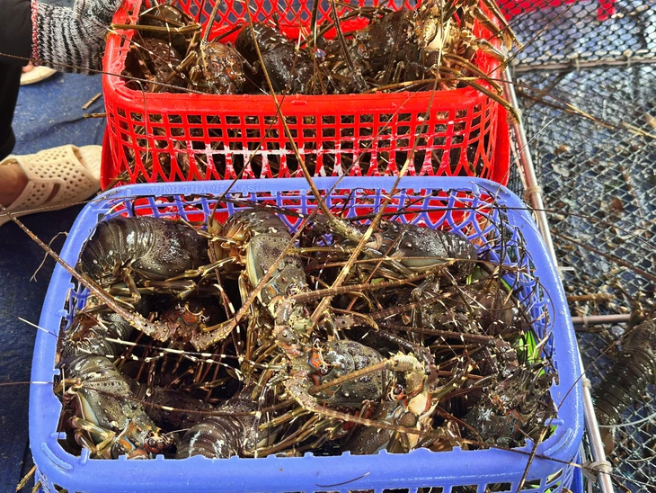 Dân bán tháo tôm hùm chạy bão số 13 (Kalmaegi)- Ảnh 3. tôm hùm - Ảnh 3.