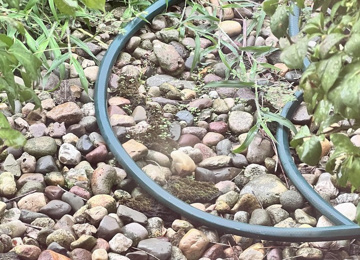 con ếch - Ảnh 1.