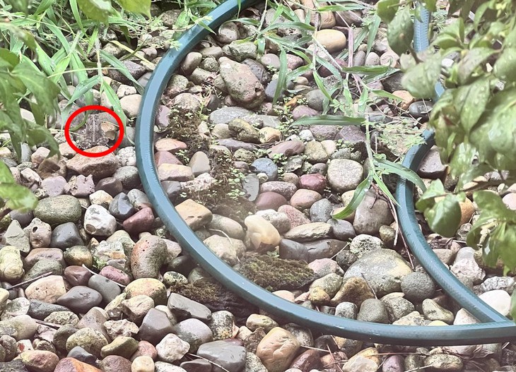 con ếch - Ảnh 2.