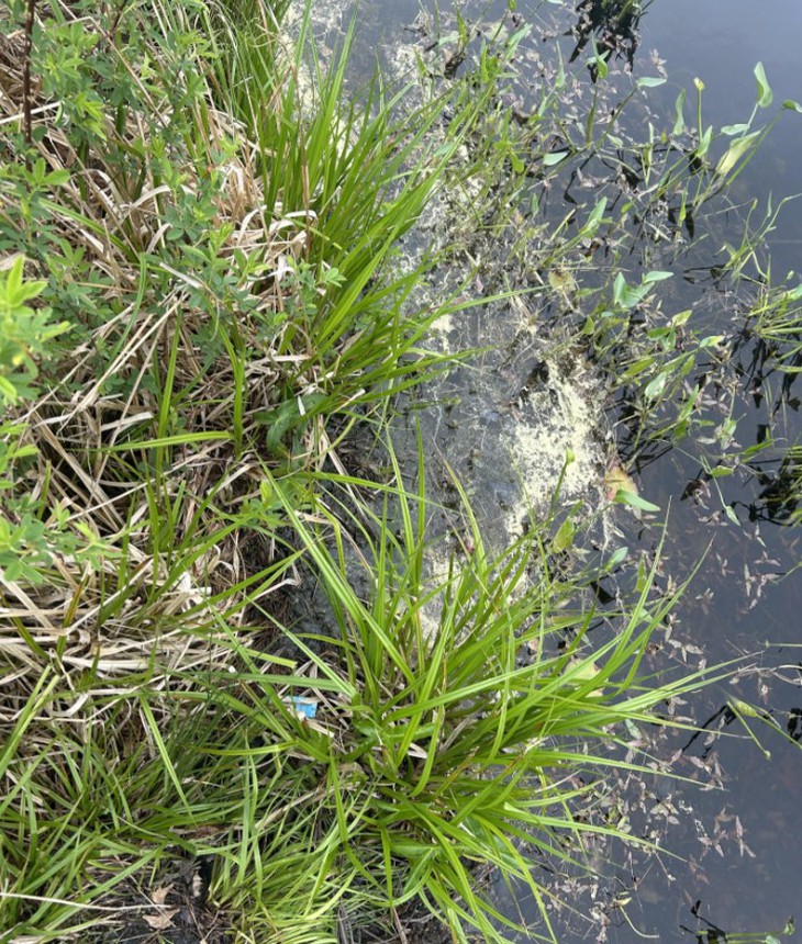 con ếch - Ảnh 1.