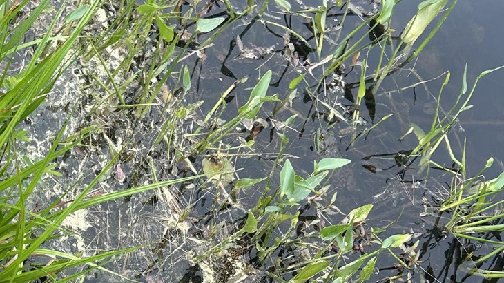 con ếch - Ảnh 3.