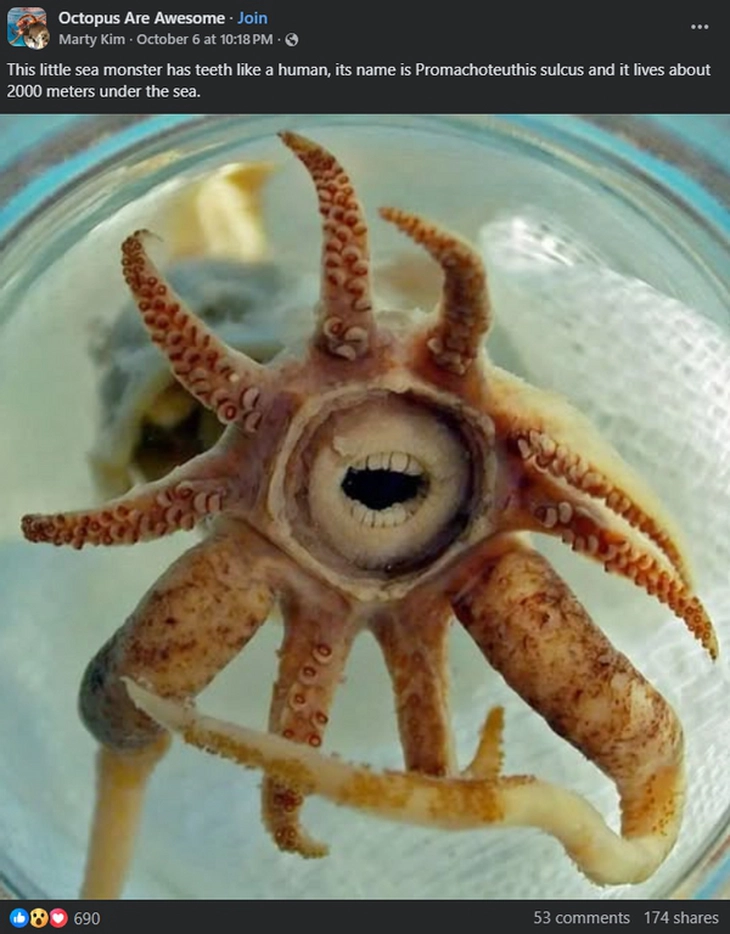 quái vật biển - Ảnh 2.