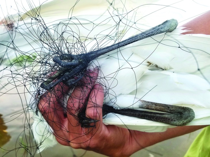 chim trời - Ảnh 2.