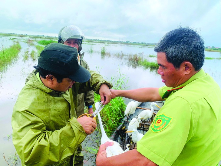 chim trời - Ảnh 3.