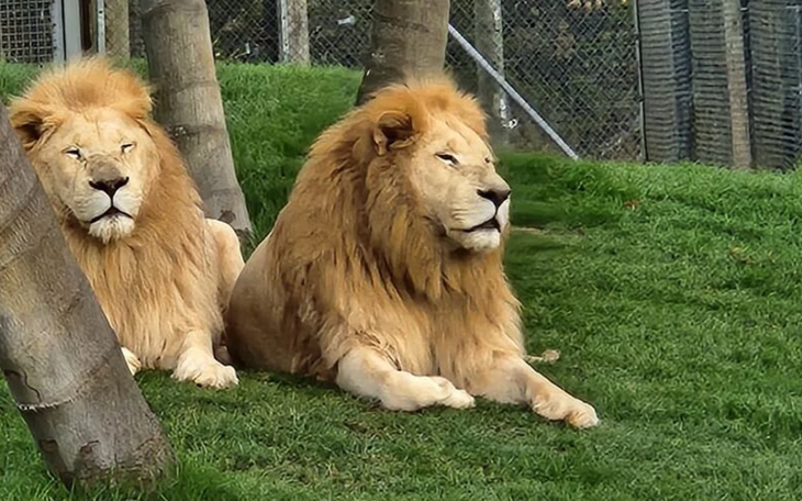 Colombia tính tiêu hủy 80 con hà mã của trùm ma túy Escobar - Ảnh 4.