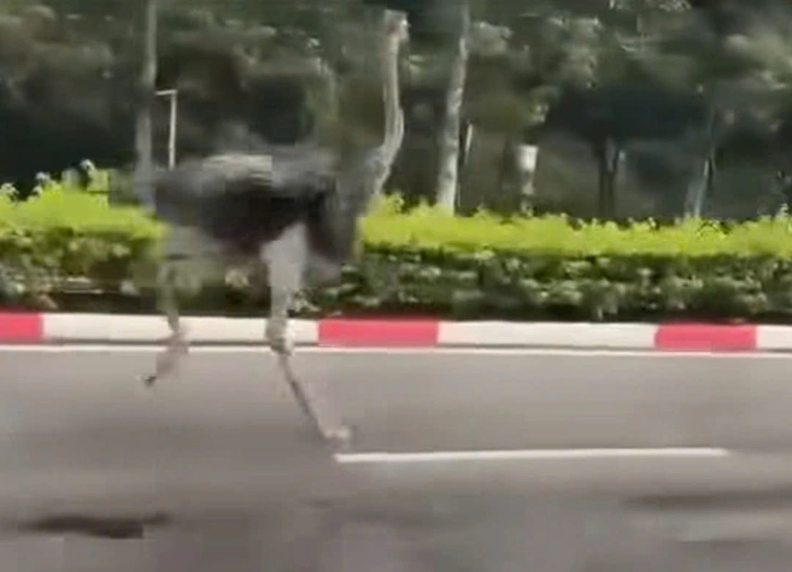 Tìm chủ nhân của đà điểu chạy trong khu công nghiệp Mỹ Phước, TP.HCM - Ảnh 1. Tìm chủ nhân đà điểu chạy bộ trong Khu công nghiệp Mỹ Phước, TP.HCM - Ảnh 1.