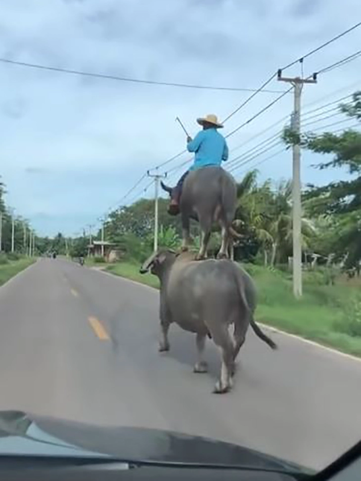 rắn cạp nia - Ảnh 3.