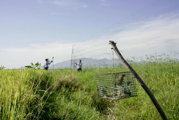Đề xuất giải pháp bảo vệ quần thể chim yến, phát triển nghề yến sào- Ảnh 3. Đề xuất giải pháp bảo vệ quần thể chim yến, phát triển nghề yến sào- Ảnh 3.